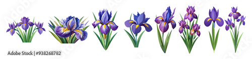 iris flower isolated on white background, iris illustration, iris flower vector