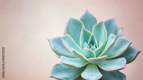 Succulent plant with lush green leaves, set against a minimalist backdrop, highlighting its simple yet striking beauty.