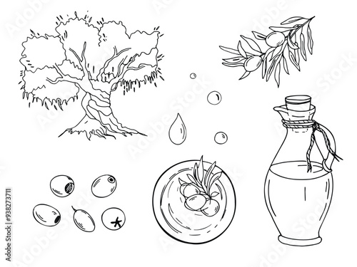 Set of olive tree, oil glass jug, oil drops, olive fruits and branches in oil bowl from top view. Hand drawn botanical line art, vector illustration. For cards, menu, product and italian or greek or