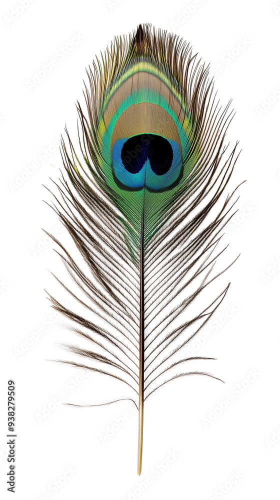 Obraz premium Peacock feather isolated.