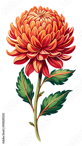 illustration of flower, Chrysanthemum flower isolated on white background, Chrysanthemum illustration, Chrysanthemum flower vector