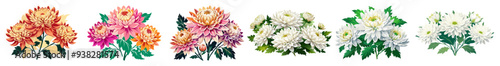 illustration of flower, Chrysanthemum flower isolated on white background, Chrysanthemum illustration, Chrysanthemum flower vector