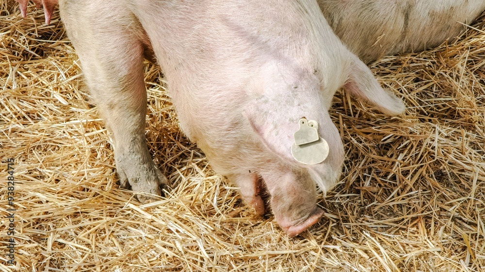 White pig standing in farm and eating food in daytime White pig standing in farm and eating food in daytime