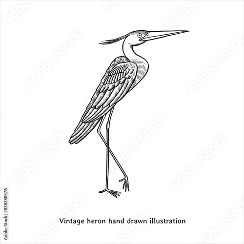 Heron illustration. Heron drawing. Heron hand drawn illustration in vintage engraving style. Heron sketch