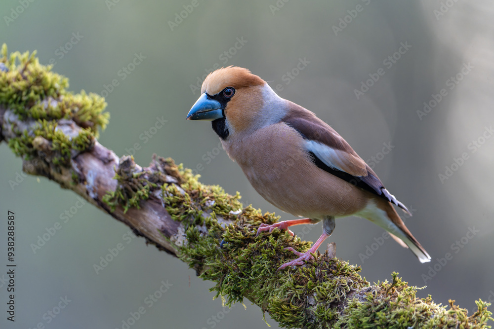 A hawfinch (Coccothraustes coccothraustes) on mossy branch, close-up A hawfinch (Coccothraustes coccothraustes) on mossy branch, close-up