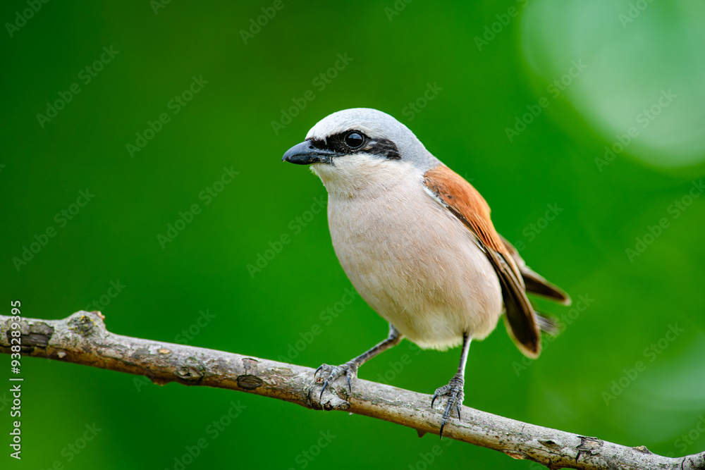 Fototapeta premium Red-backed shrike (Lanius collurio) perched on branch