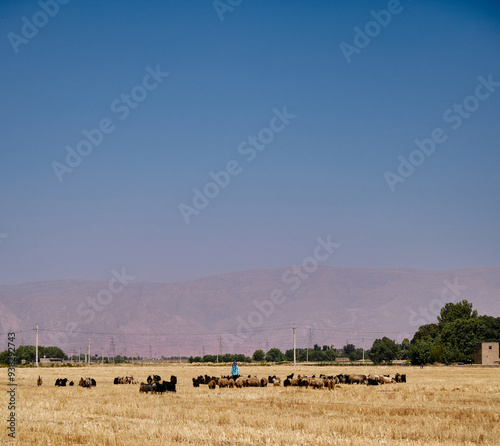 cows in the field, A shepherd with his sheep in the Iranian steppe