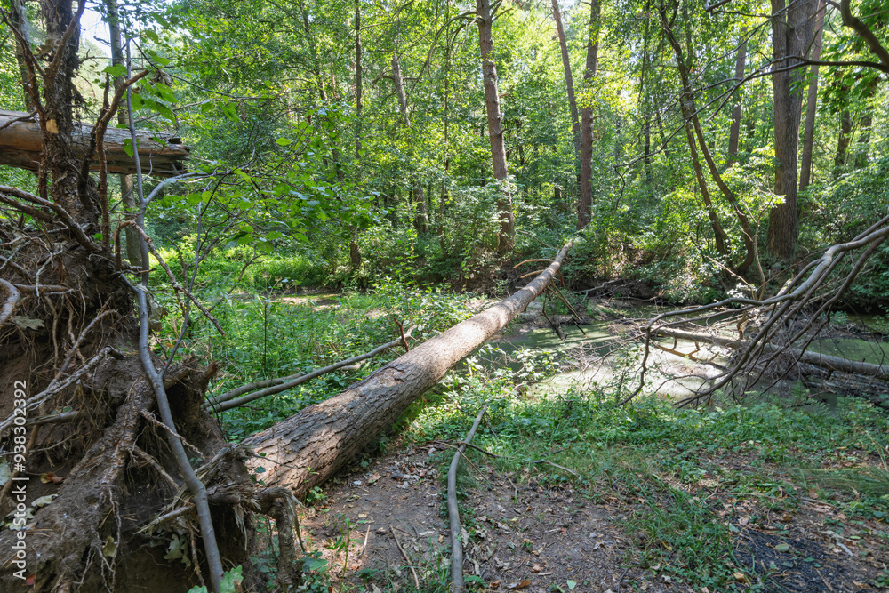 fallen tree in the forest fallen tree in the forest