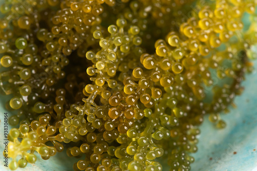 Caulerpa lentillifera seaweed is a species of bryopsidale green algae photo