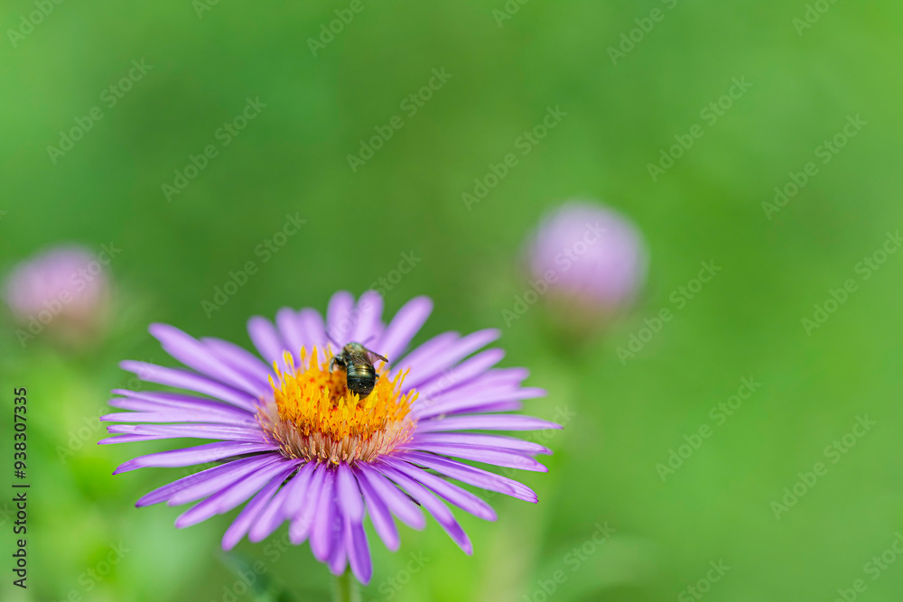 Fototapeta premium bee on a flower