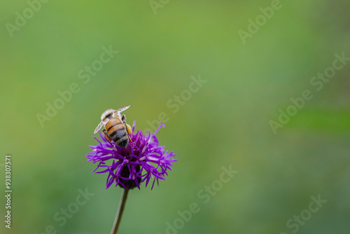 bee on a flower with a green backgroun