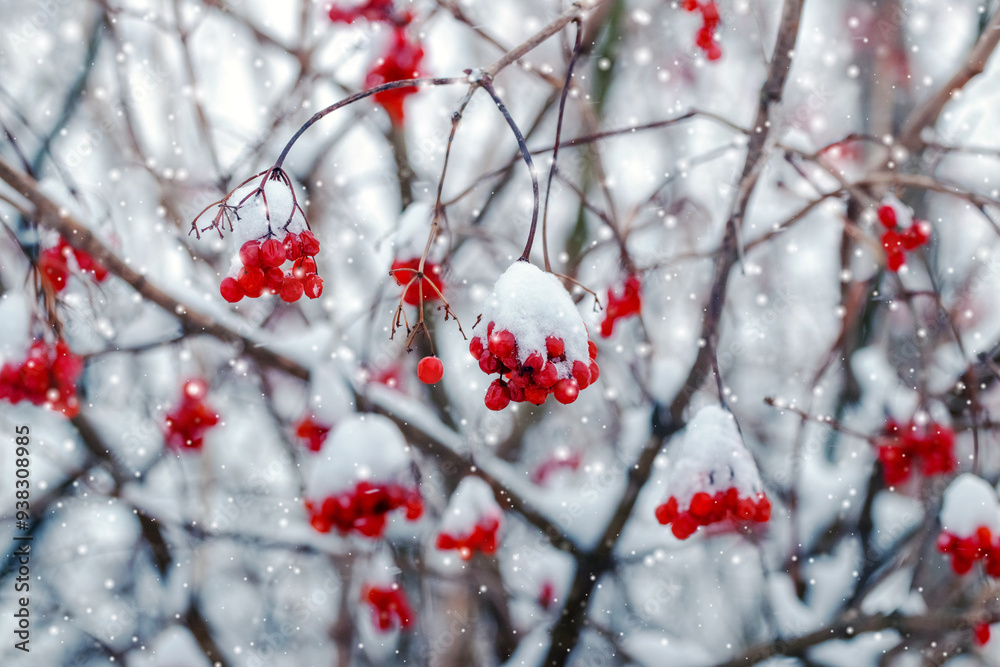 Snow-covered bunches of viburnum on bushes in winter during snowfall Snow-covered bunches of viburnum on bushes in winter during snowfall