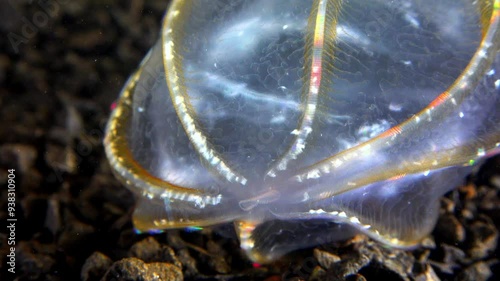 Black Sea, Jellyfish Beroe ovata - devouring Mnemiopsis leidy. Combine jelly digesting caught comb jelly Mnemiopsis, comb plates glistening in the light photo