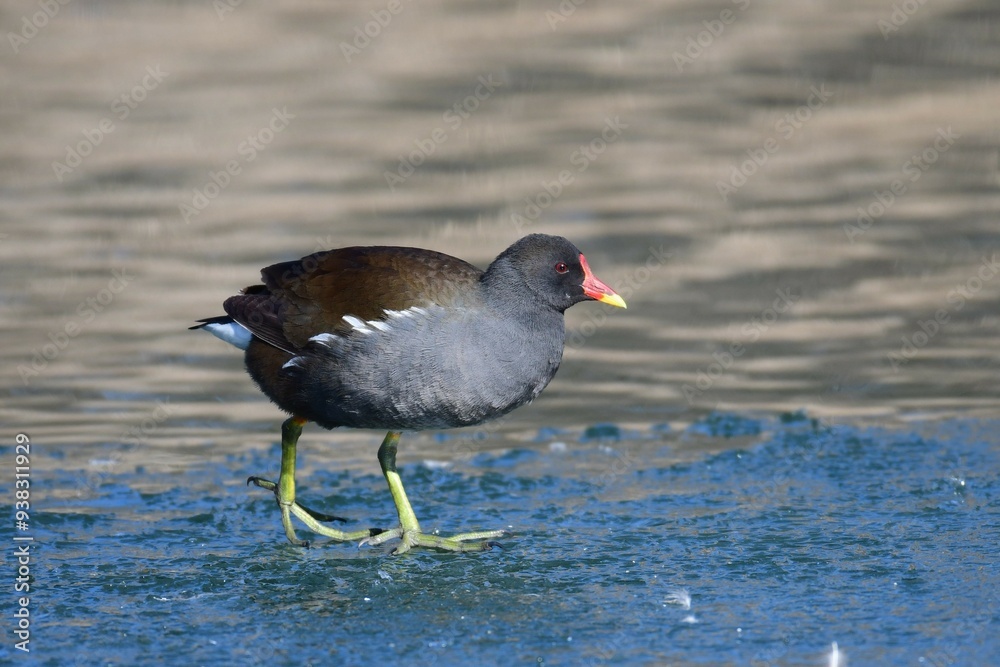 Common Moorhen Gallinula chloropus. In the wild Common Moorhen Gallinula chloropus. In the wild