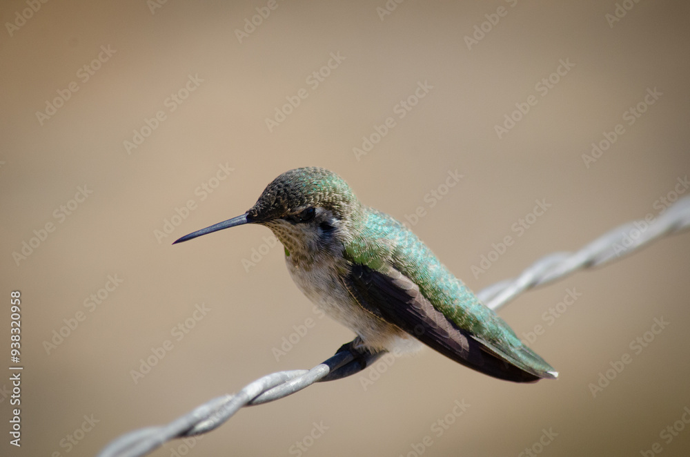 Fototapeta premium Hummingbird with iridescent green feathers, Anna's Hummingbird, perched on wire