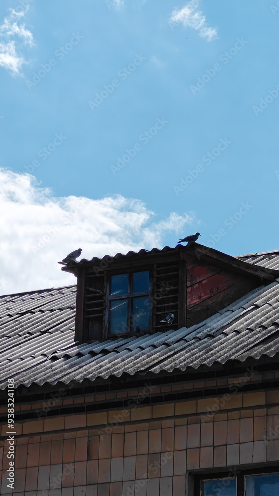 Pigeons on a rooftop Pigeons on a rooftop