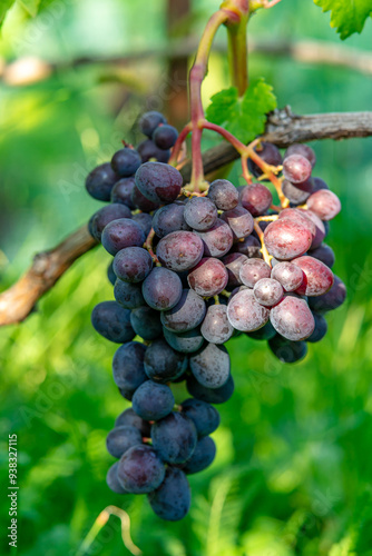 Wallpaper Mural amazing and delicious grapes on a branch Torontodigital.ca