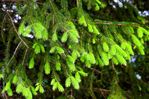 pine needles of the sitka spruce