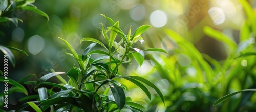 The Keris Orchid Ornamental Plant Or Dendrobium Sagittatum With Small Green Leaves Looks Like It Is Growing Well In A Home Garden On A Sunny Morning photo