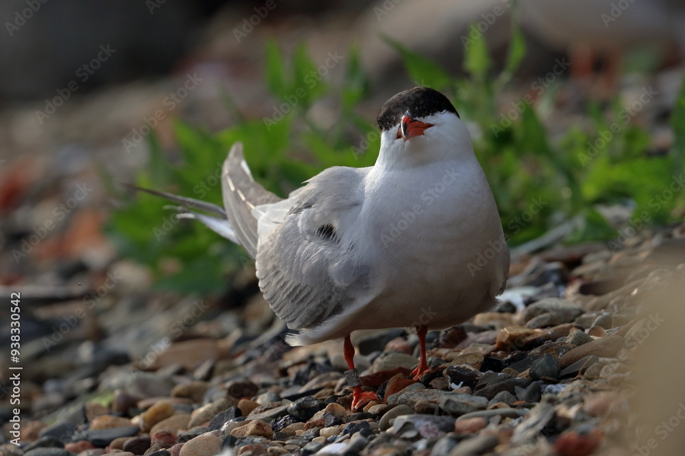 Fototapeta premium terns