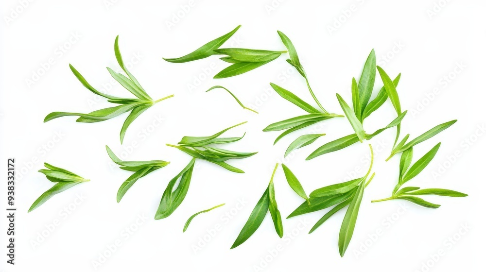 Naklejka premium Green tarragon leaves scattered on white background.