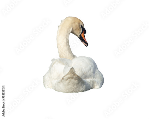 White swan with head turned back view png photo