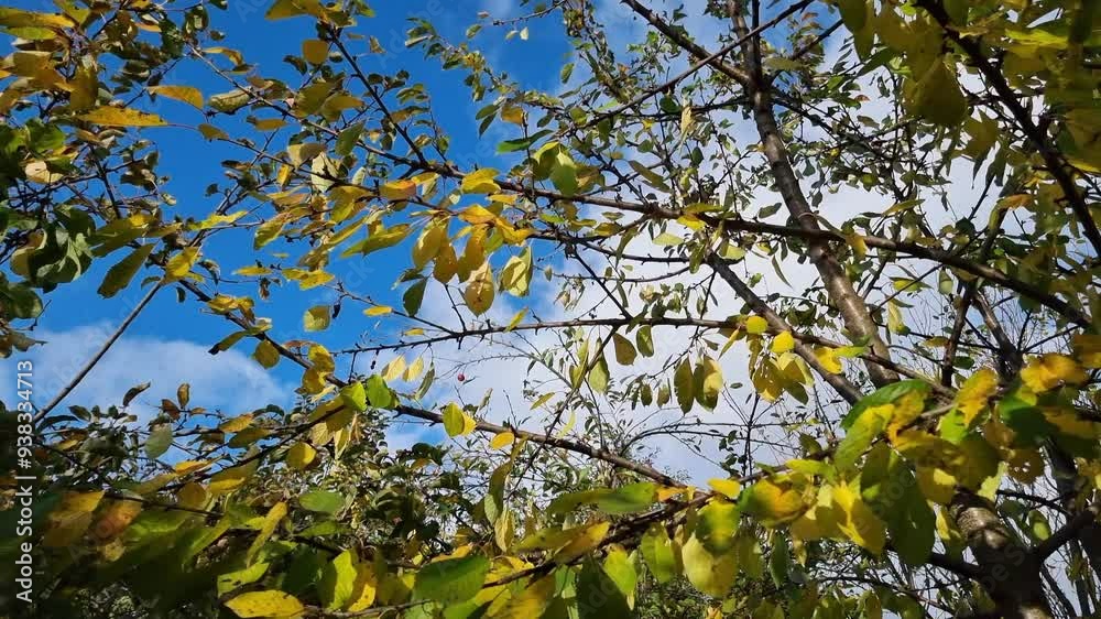 Branches of a tree with leaves in a garden swaying in the wind, which are beginning to turn yellow, autumn season. Bright blue sky with clouds is visible in the background. Branches of a tree with leaves in a garden swaying in the wind, which are beginning to turn yellow, autumn season. Bright blue sky with clouds is visible in the background.