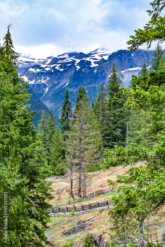 forest in the mountains