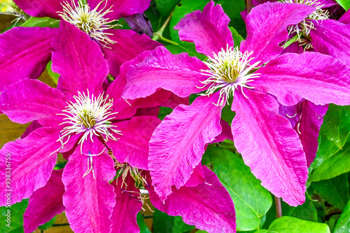 pink flowers in the garden