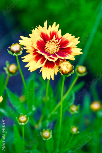 flower in the garden