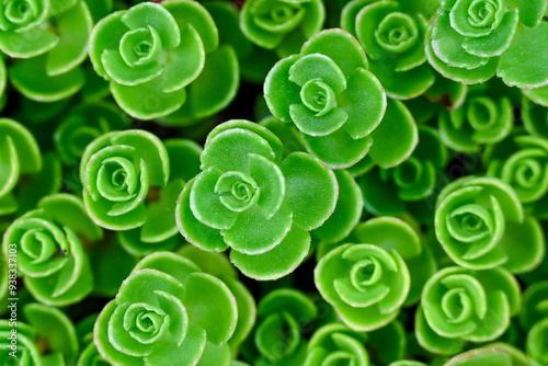close up of a green plant succulent