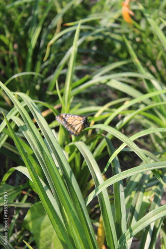 mariposa