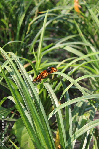 mariposa