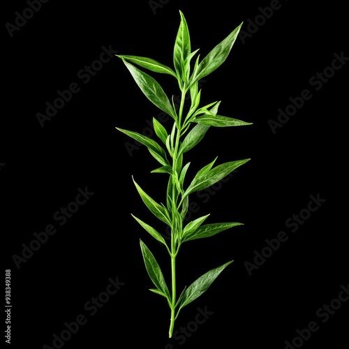 Green Plant Stem with Leaves Against Black Background