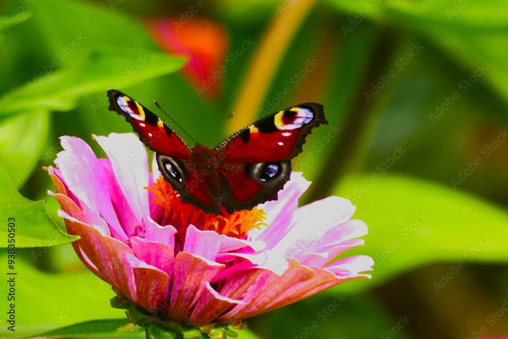 Colorful butterfly with open wings close macro details flower background Colorful butterfly with open wings close macro details flower background