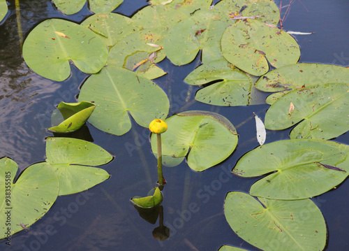 Nuphar lutea grows in a pond with a slow current photo