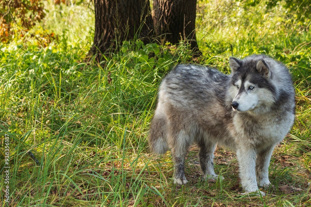 Obraz premium Female husky breed on a walk in the forest