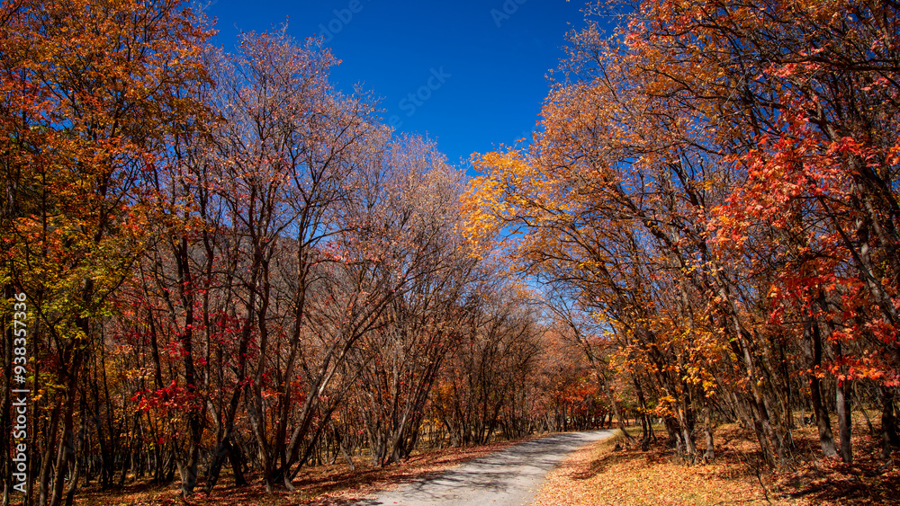 Bright colorful autumn trees by the winding road in Utah mountains. Bright colorful autumn trees by the winding road in Utah mountains.