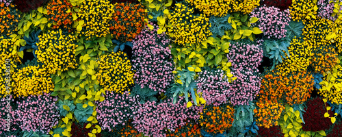 Colorful mums in Frederik Meijer gardens and sculpture park in Grand rapids, Michigan photo