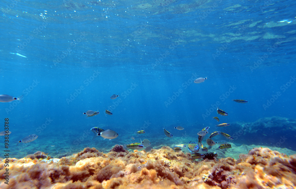 Fototapeta premium reef with fishes