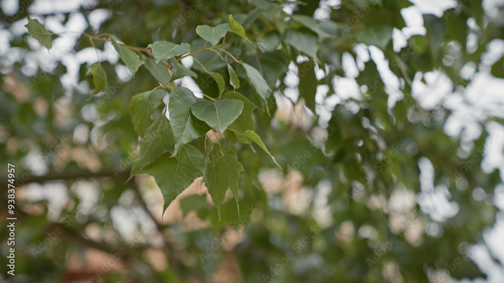 Close-up view of a green leafy plant with pointed leaves in murcia, spain, showcasing mediterranean flora. Close-up view of a green leafy plant with pointed leaves in murcia, spain, showcasing mediterranean flora.
