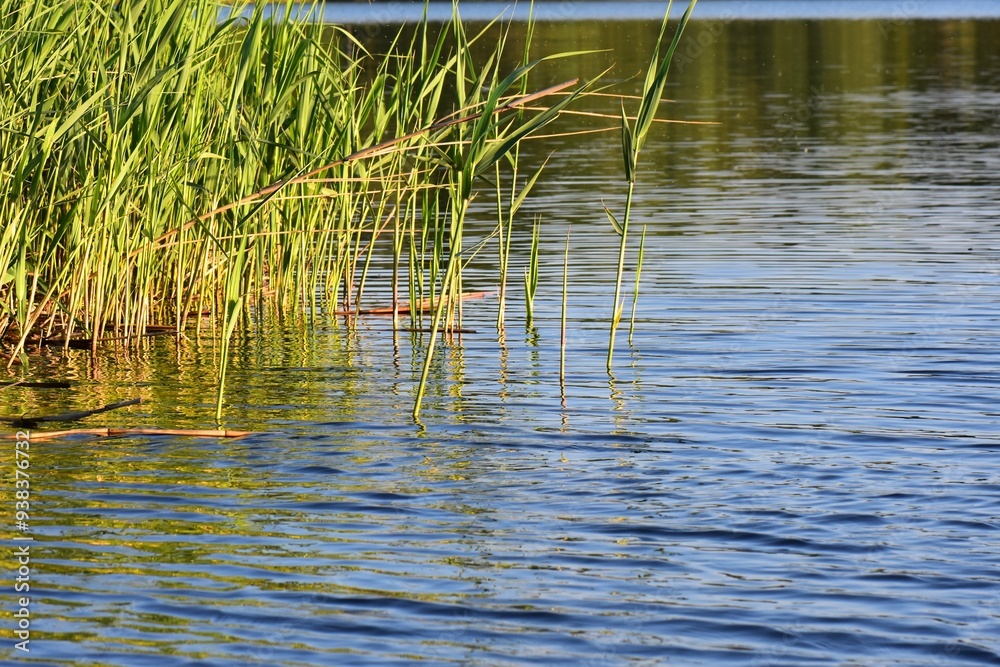 Reeds on the banks of a lake in the evening sunlight Reeds on the banks of a lake in the evening sunlight