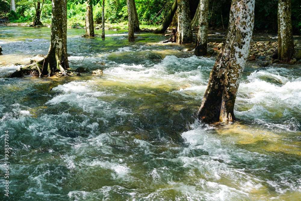Water stream flowing among the trees in the forest in rain season. Water stream flowing among the trees in the forest in rain season.