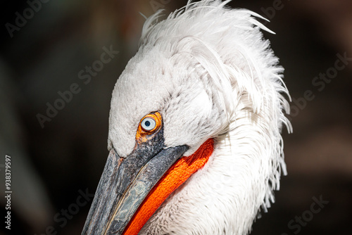 closeup of a blue eyed pelican photo