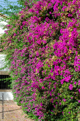 Beautiful pink flowers on a wall in Spain