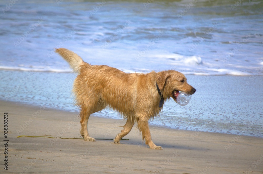 A dog plays with his ball on Margarita Beach.
The ball is a golden's best friend, or anything he likes to chase, if it is in the water much better! A dog plays with his ball on Margarita Beach.
The ball is a golden's best friend, or anything he likes to chase, if it is in the water much better!