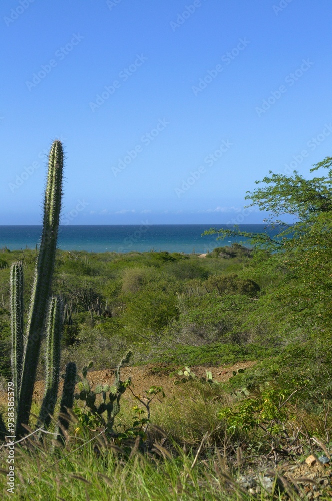 Landscapes on the island of Margarita, Venezuela.
An infinite variety of landscapes can be found in Margarita, beautiful beaches, and green mountains! Landscapes on the island of Margarita, Venezuela.
An infinite variety of landscapes can be found in Margarita, beautiful beaches, and green mountains!
