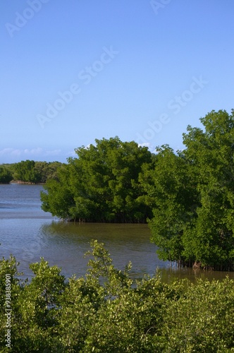 Mangrove areas on Margarita Island.
An island like Margarita has large areas of mangroves, some like Restinga declared a national park.