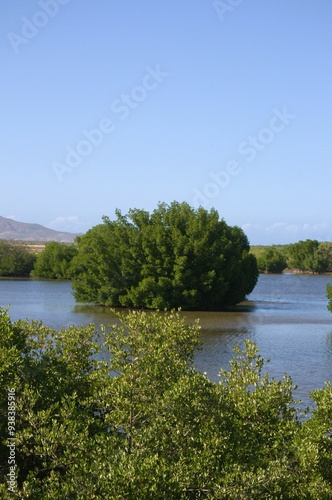 Mangrove areas on Margarita Island.
An island like Margarita has large areas of mangroves, some like Restinga declared a national park.