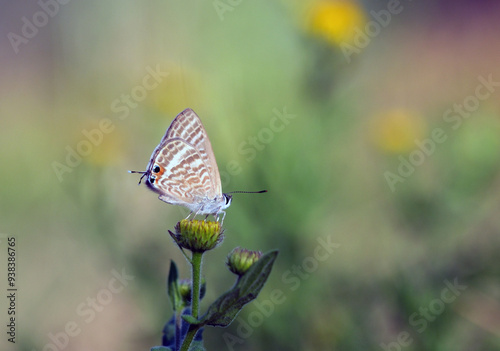 Long-tailed Blue butterfly. Lampides boeticus .  photo